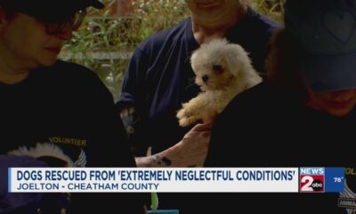 Dogs rescued from 'extremely neglectful conditions'