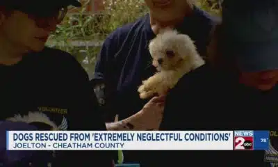 Dogs rescued from 'extremely neglectful conditions'