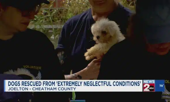 Dogs rescued from 'extremely neglectful conditions'