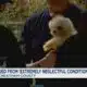 Dogs rescued from 'extremely neglectful conditions'