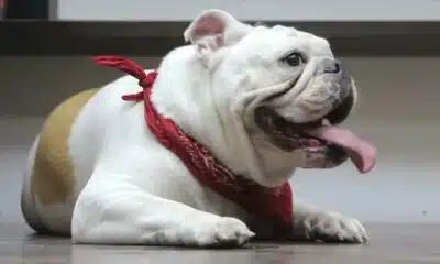 PETA sues American Kennel Club over standards for French bulldogs, other breeds