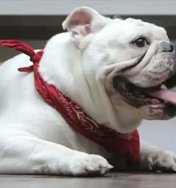 PETA sues American Kennel Club over standards for French bulldogs, other breeds