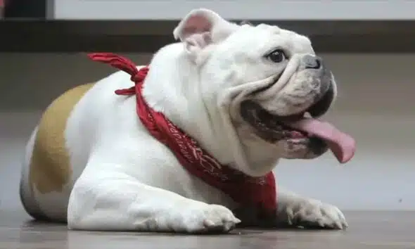 PETA sues American Kennel Club over standards for French bulldogs, other breeds