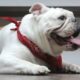 PETA sues American Kennel Club over standards for French bulldogs, other breeds
