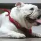 PETA sues American Kennel Club over standards for French bulldogs, other breeds