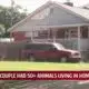 Police say couple had 50+ animals living in home