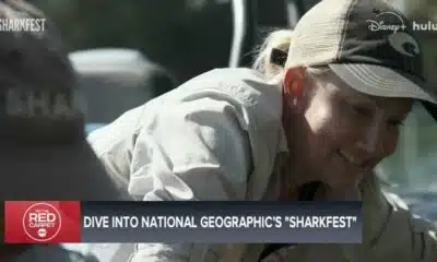 Sharkfest 2025 is here! Sharks Gone Viral