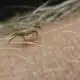 Tick bite at golf course sends STL man to ICU