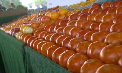 Tariffs on tomatoes send some shoppers to farmers market