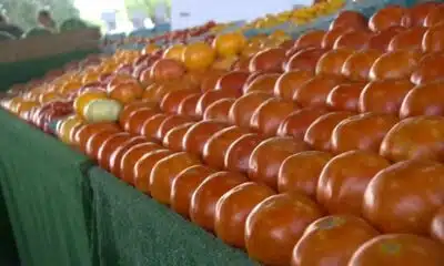 Tariffs on tomatoes send some shoppers to farmers market