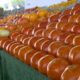 Tariffs on tomatoes send some shoppers to farmers market
