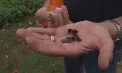 Invasive spotted lanternfly could endanger Missouri wine crop, other plants