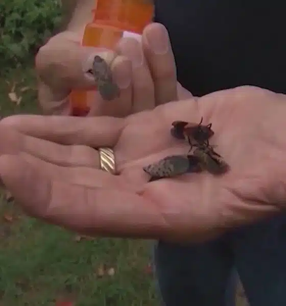 Invasive spotted lanternfly could endanger Missouri wine crop, other plants