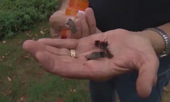 Invasive spotted lanternfly could endanger Missouri wine crop, other plants
