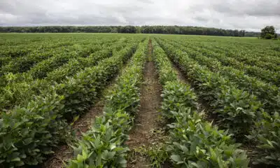 Some hope, some worries: Mississippi’s agriculture GDP is a mixed bag