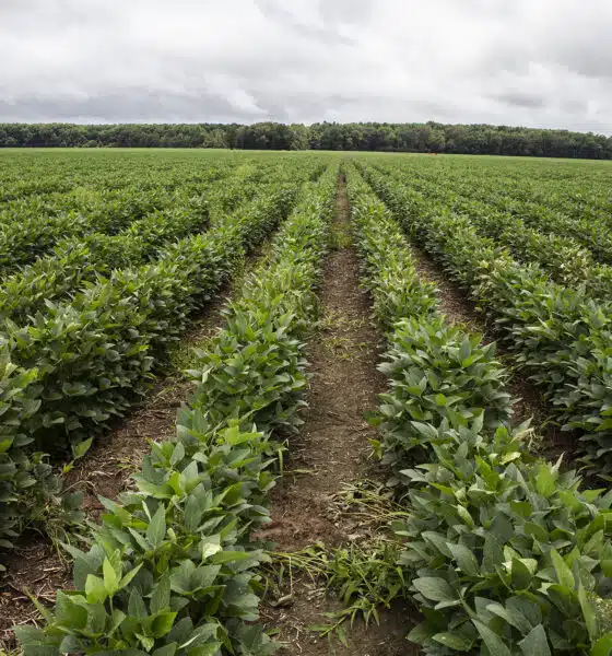 Some hope, some worries: Mississippi’s agriculture GDP is a mixed bag
