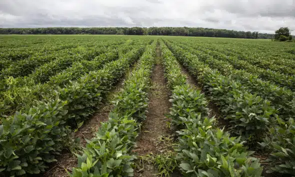 Some hope, some worries: Mississippi’s agriculture GDP is a mixed bag