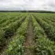 Some hope, some worries: Mississippi’s agriculture GDP is a mixed bag