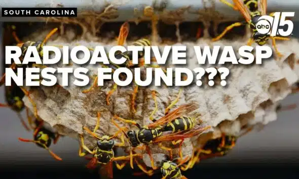 Four radioactive wasp nests found in South Carolina