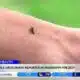 First West Nile Virus death reported in Mississippi for 2025