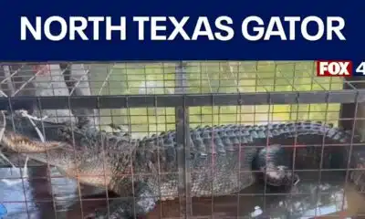 10-foot alligator removed from North Texas lake