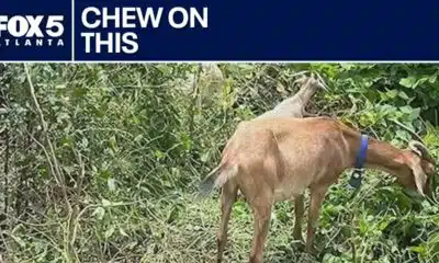 What do goats and Northfolk Sothern have in common? | FOX 5 News