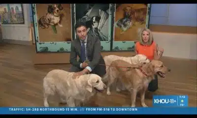 We're excited for National Dog Day!