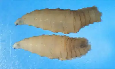 Flesh-eating screwworm parasite confirmed in US