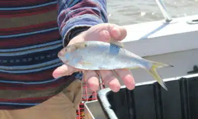 Menhaden management board looks at more restrictions for reduction fishing in the Chesapeake Bay