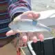 Menhaden management board looks at more restrictions for reduction fishing in the Chesapeake Bay