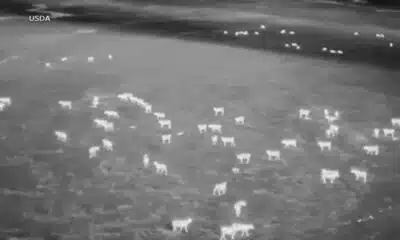 Biologists are using drones to scare wolves away from cattle