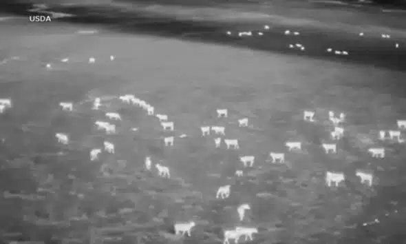 Biologists are using drones to scare wolves away from cattle