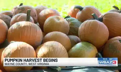 Pumpkin harvest begins