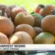 Pumpkin harvest begins