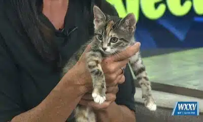 Pet of the Week: Destiny is looking for a forever home!