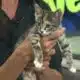 Pet of the Week: Destiny is looking for a forever home!